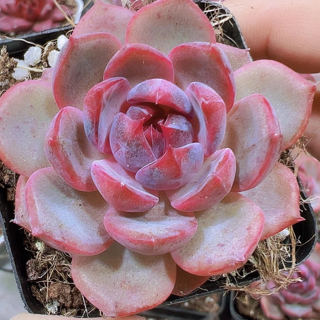 蓝莓19包邮多肉植物