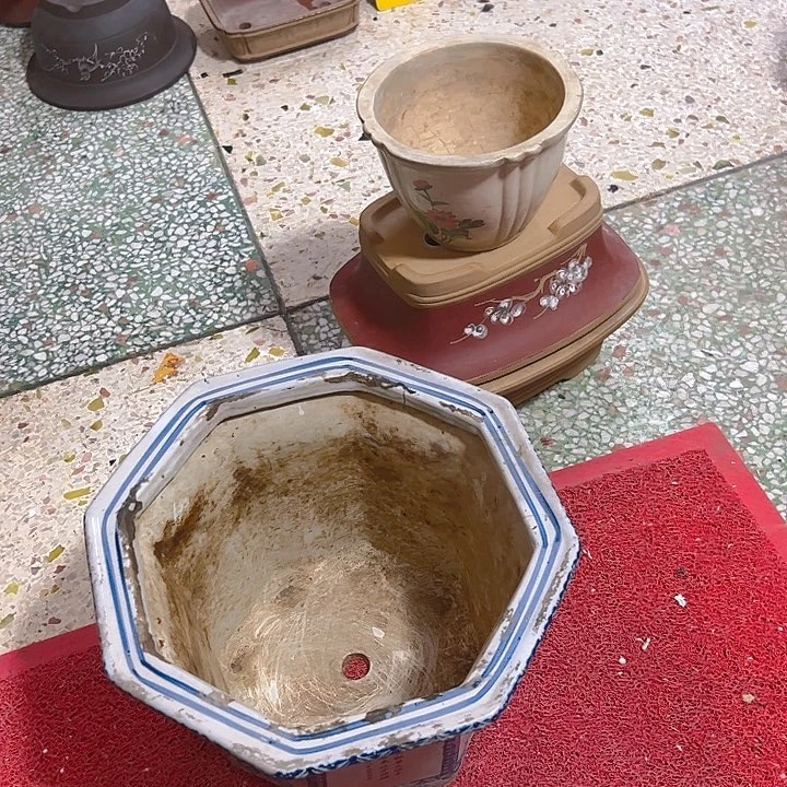 红陶小*。。。。。。。。？。。