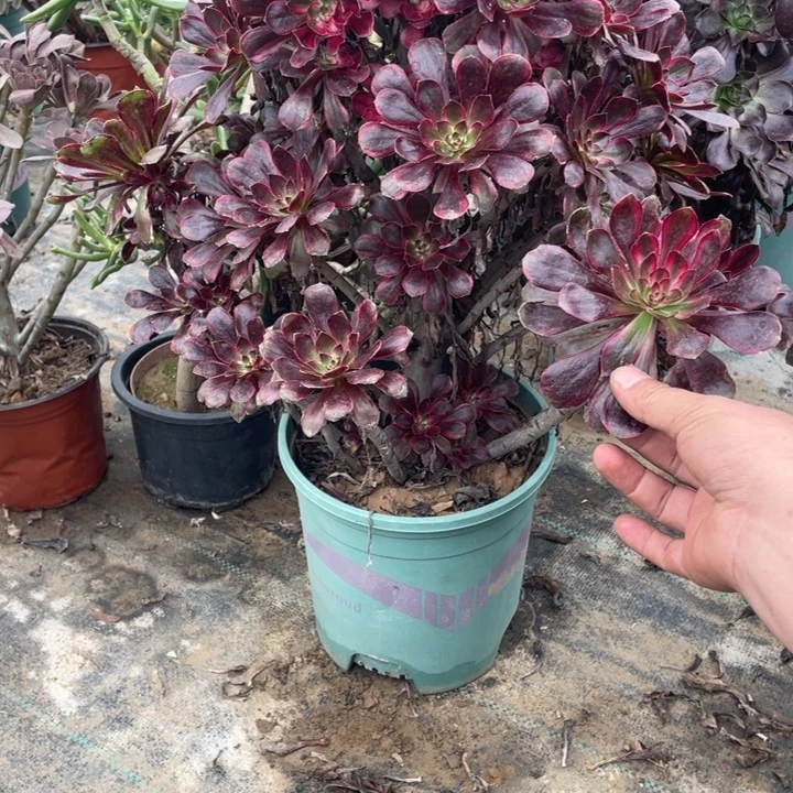 88丽娜多肉植物多肉