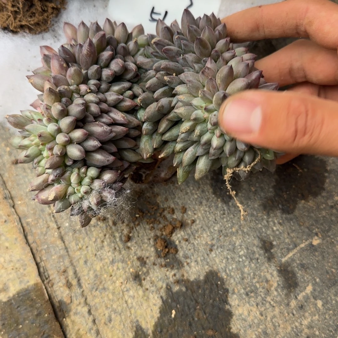 一物一拍胖体虞美人缀化51