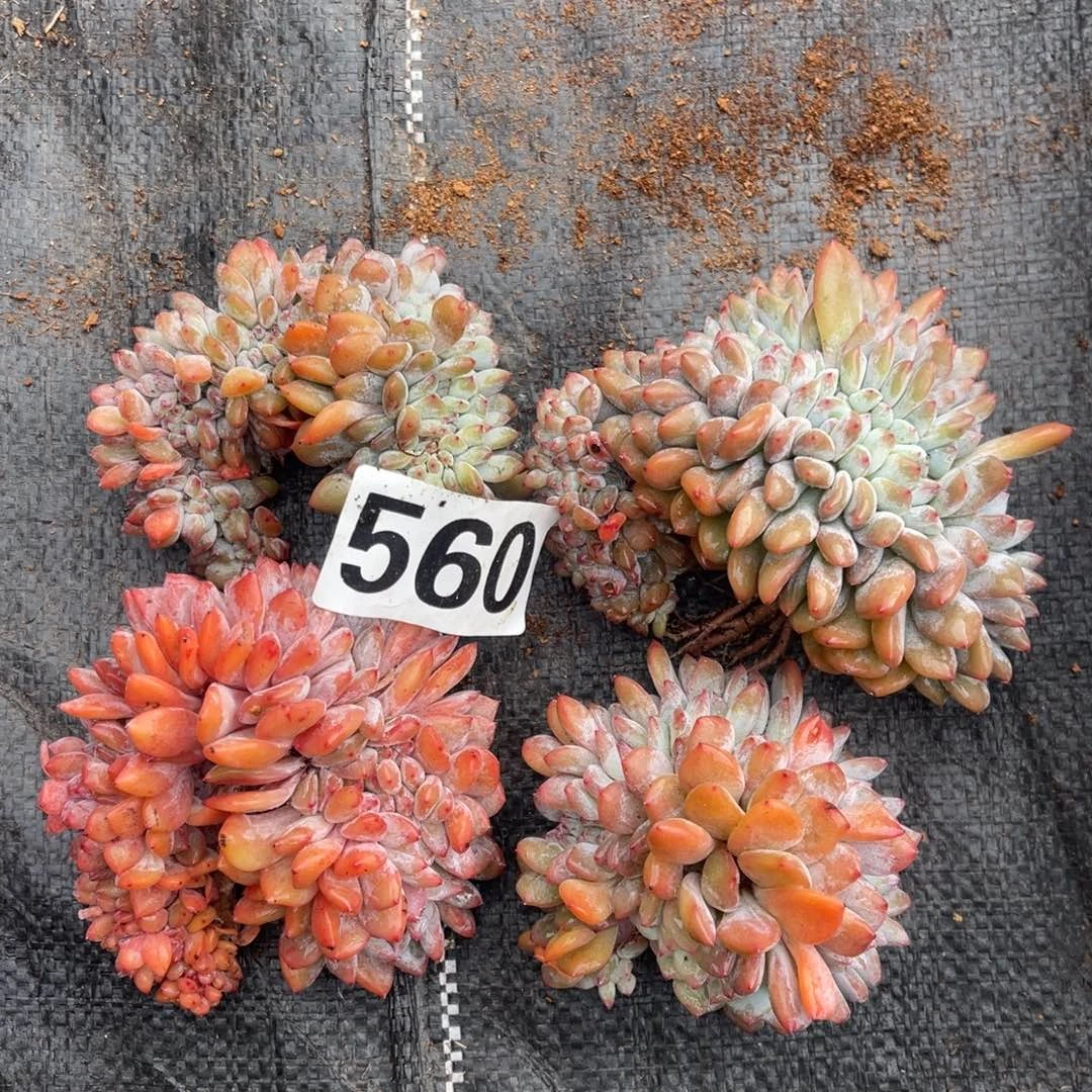 560号4颗488888888890888