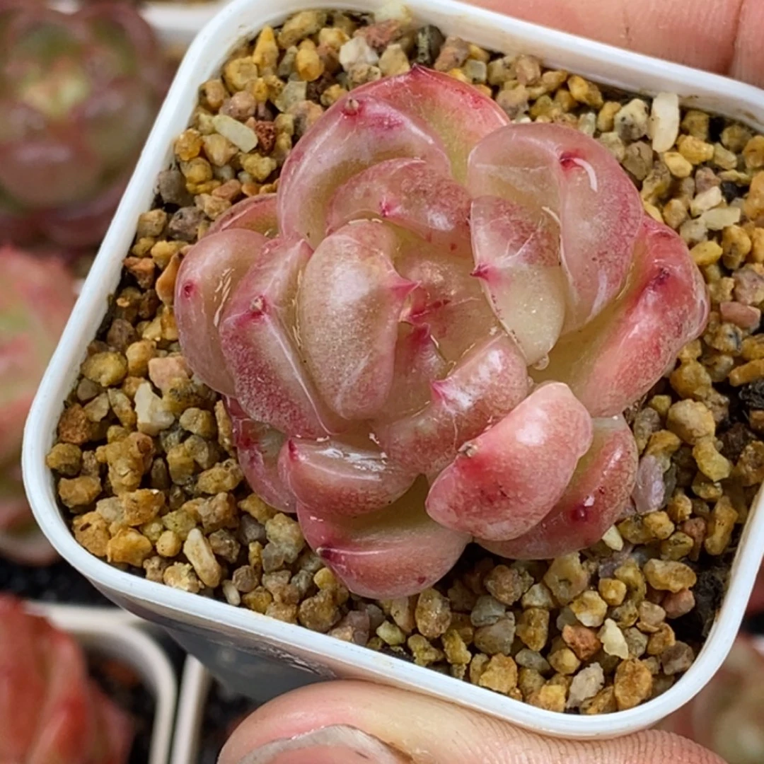 天官赐福百无禁忌