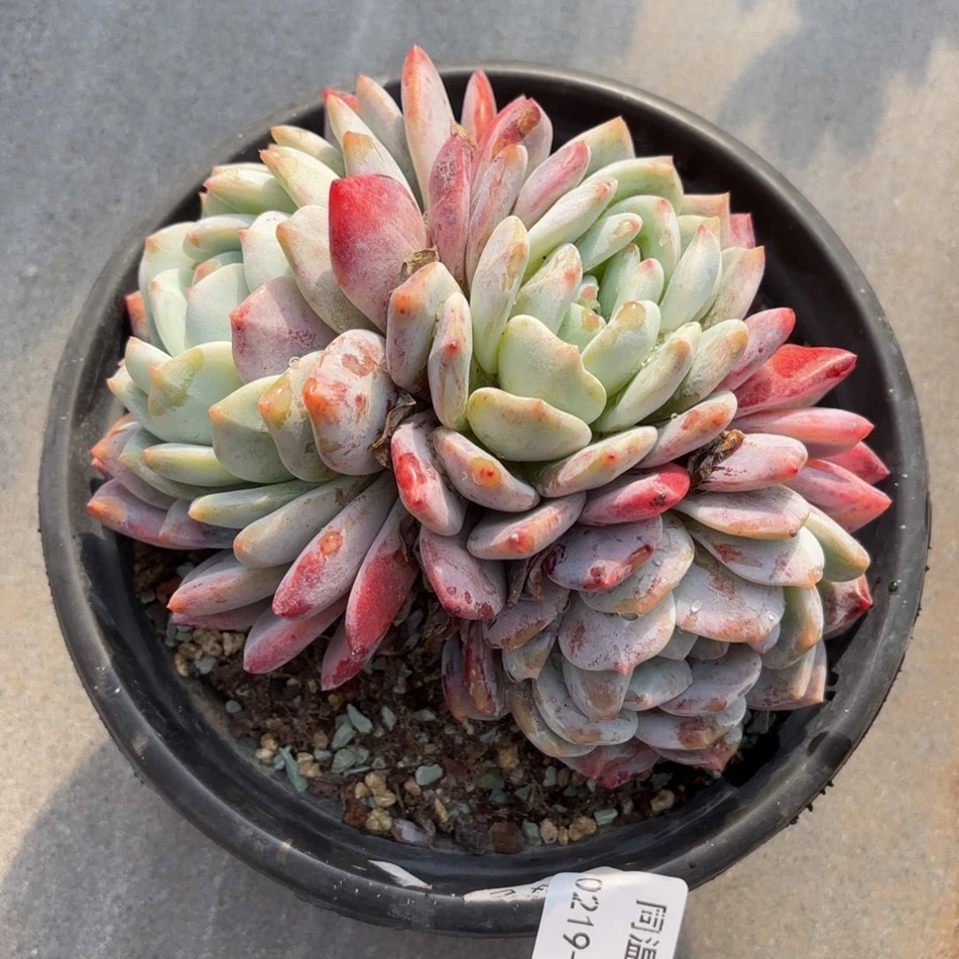 同温层多肉50雪天使