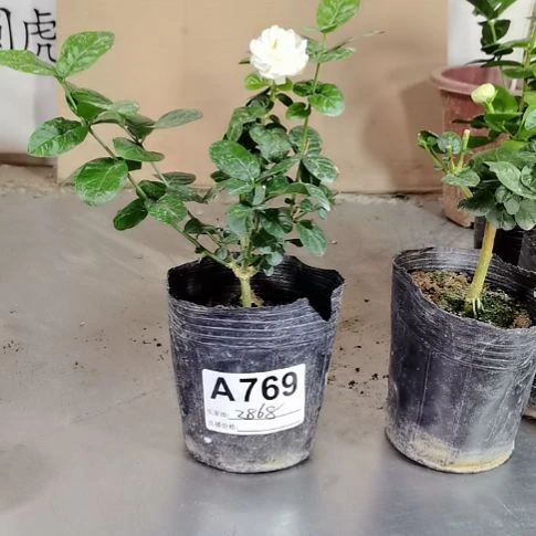 大部分花苞少量开放以**待