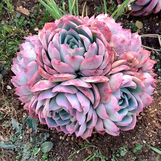 美**美美肉特价活动开始啦