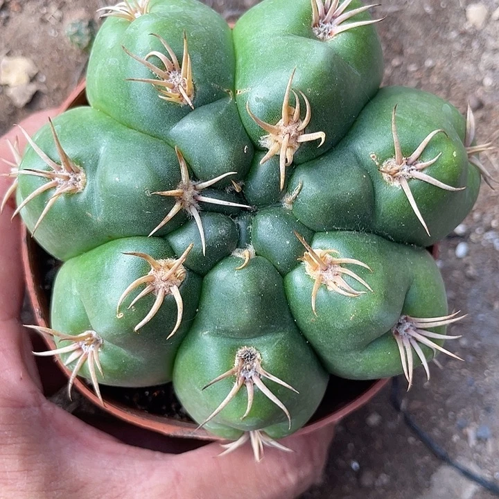 实生美花海王带盆土发货