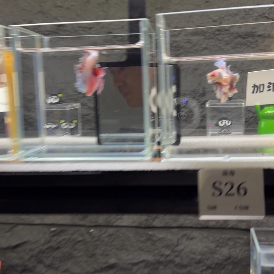 大***圆斗鱼泰国半月斗鱼