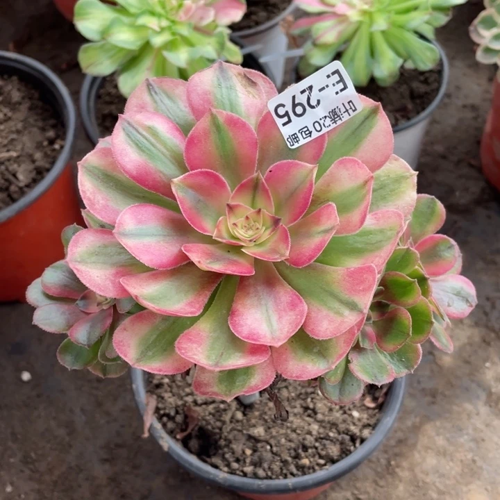 295荔枝嫁接多肉123456788