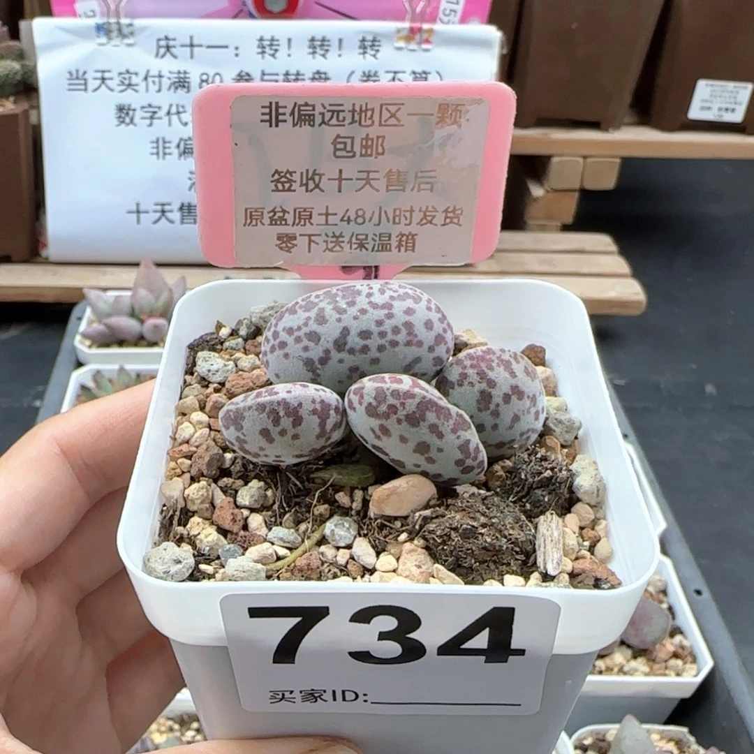 734巨型花旦多肉