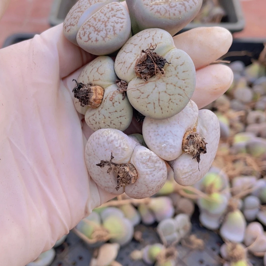 3颗双头曲玉88888888888