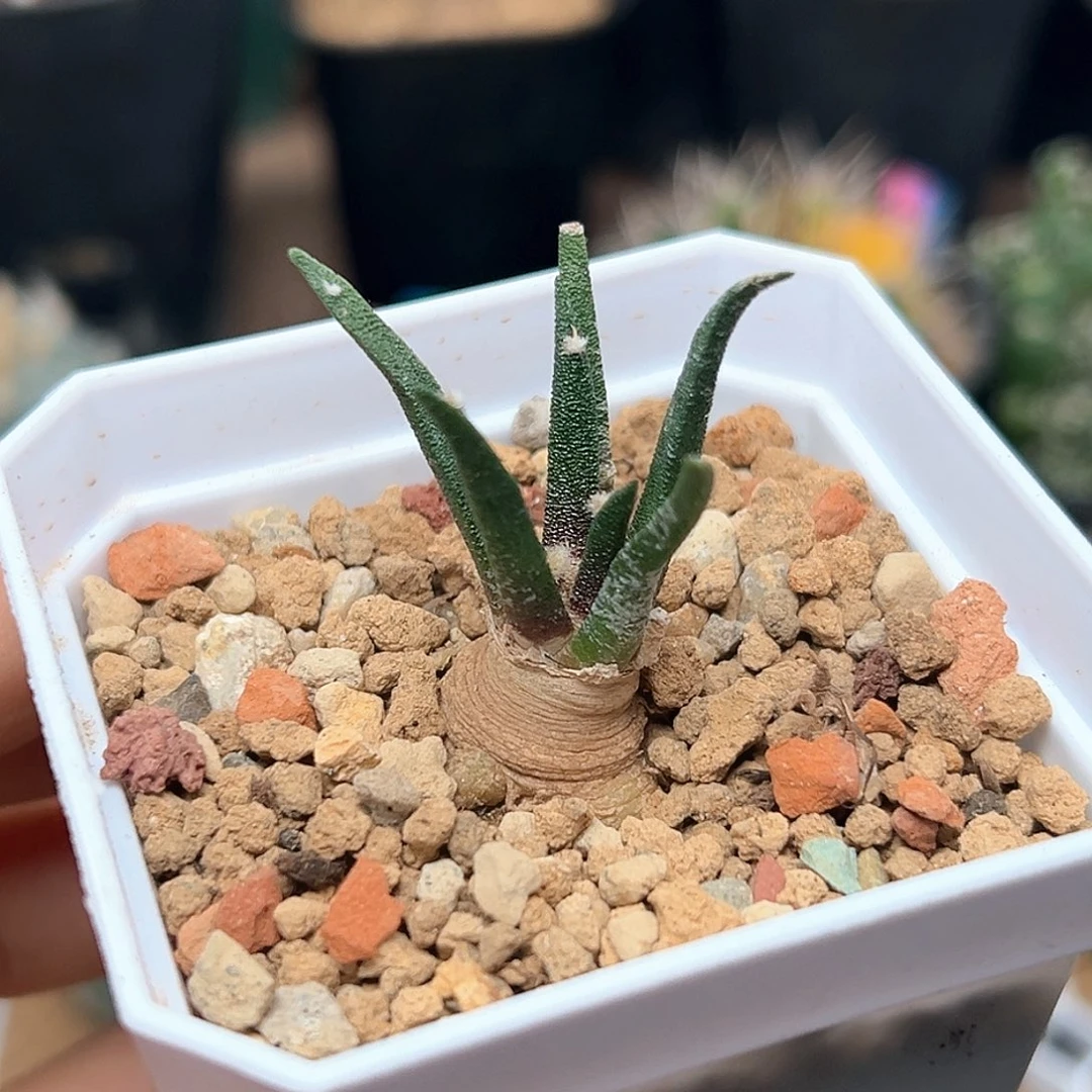 无花朵龙舌兰牡丹实生球一颗