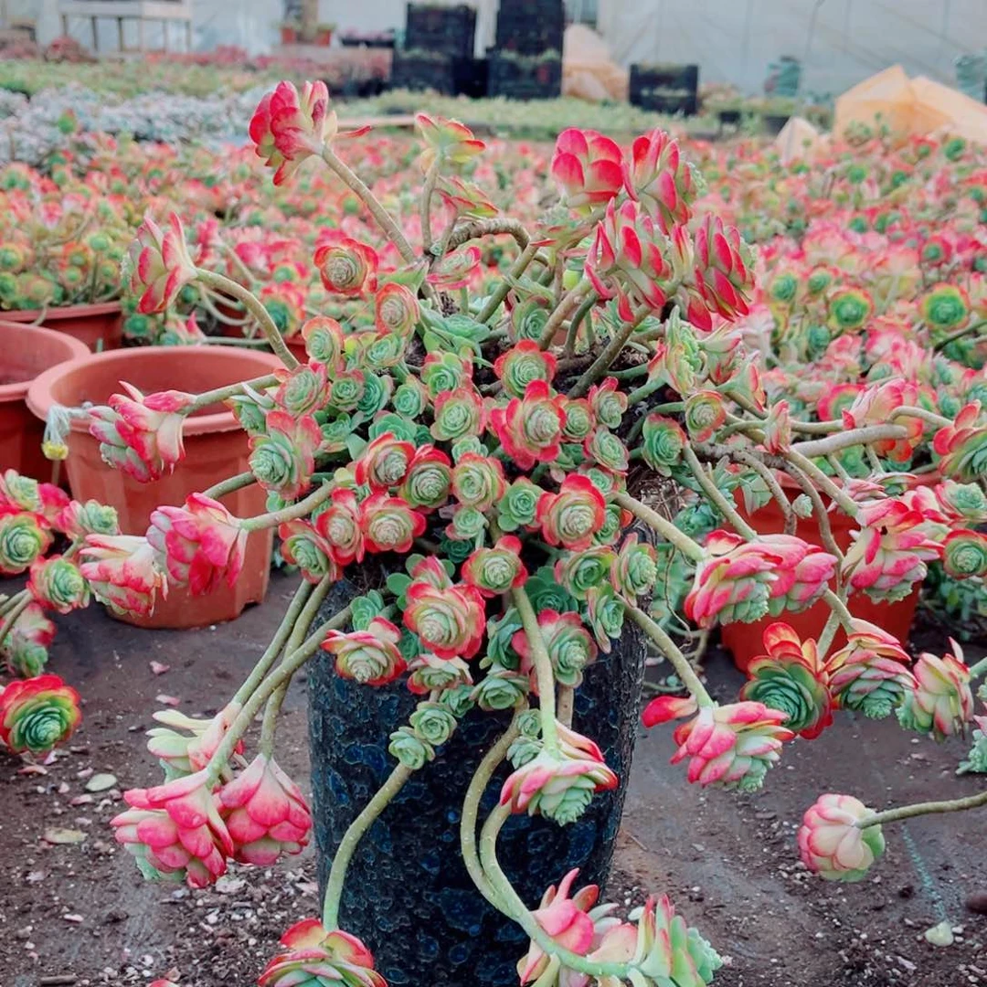 薄化妆带颜色发货一颗