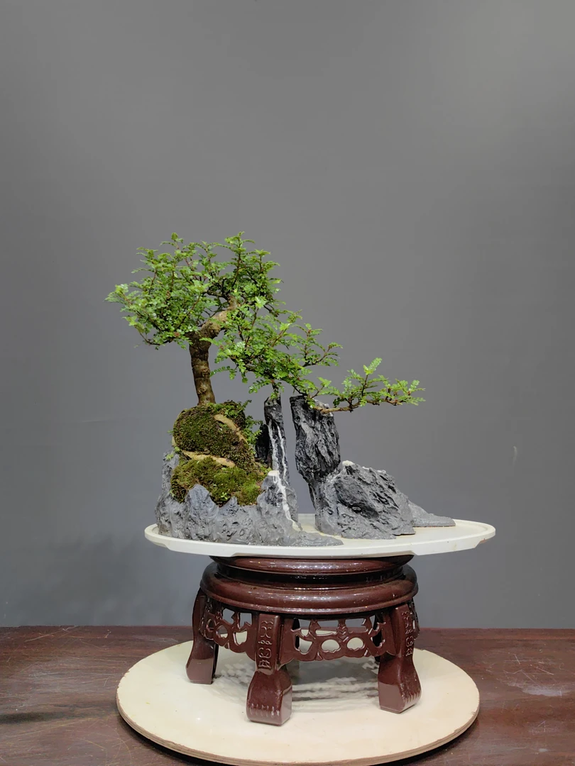 精品水旱盆景一物一拍