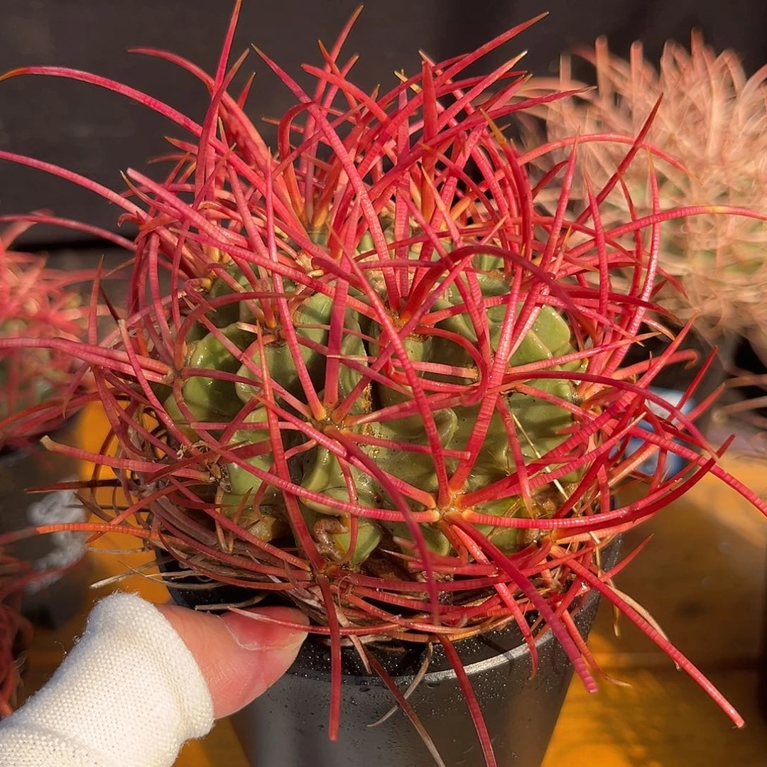 汤圆植物大龙冠中国红