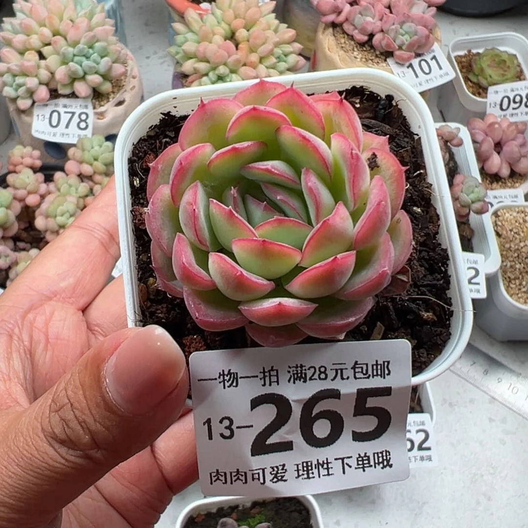 牡丹亭多肉多肉多肉多肉