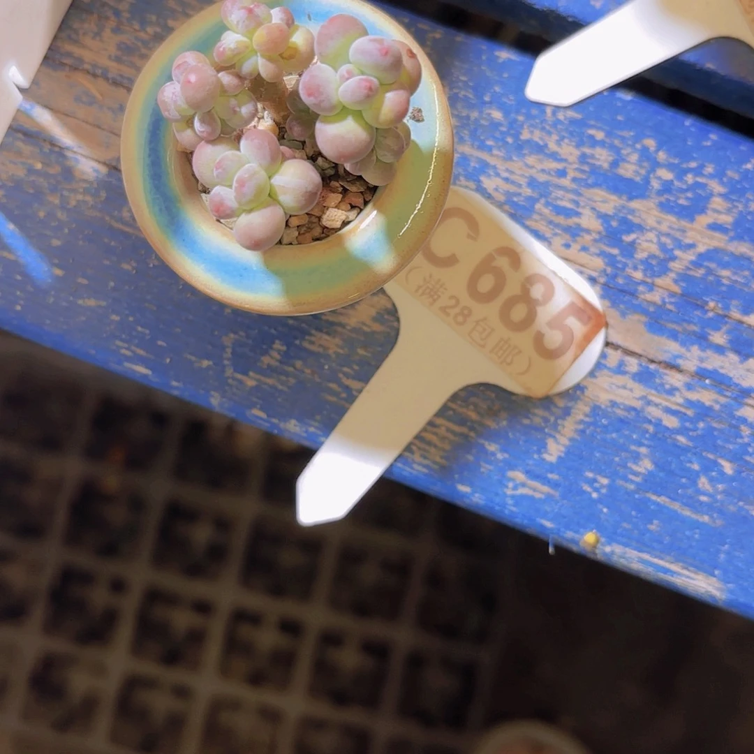 C685萤火虫一物一拍