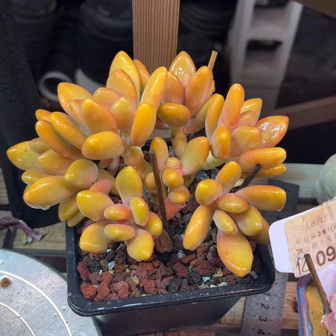 kk奶duodereoujujinnv