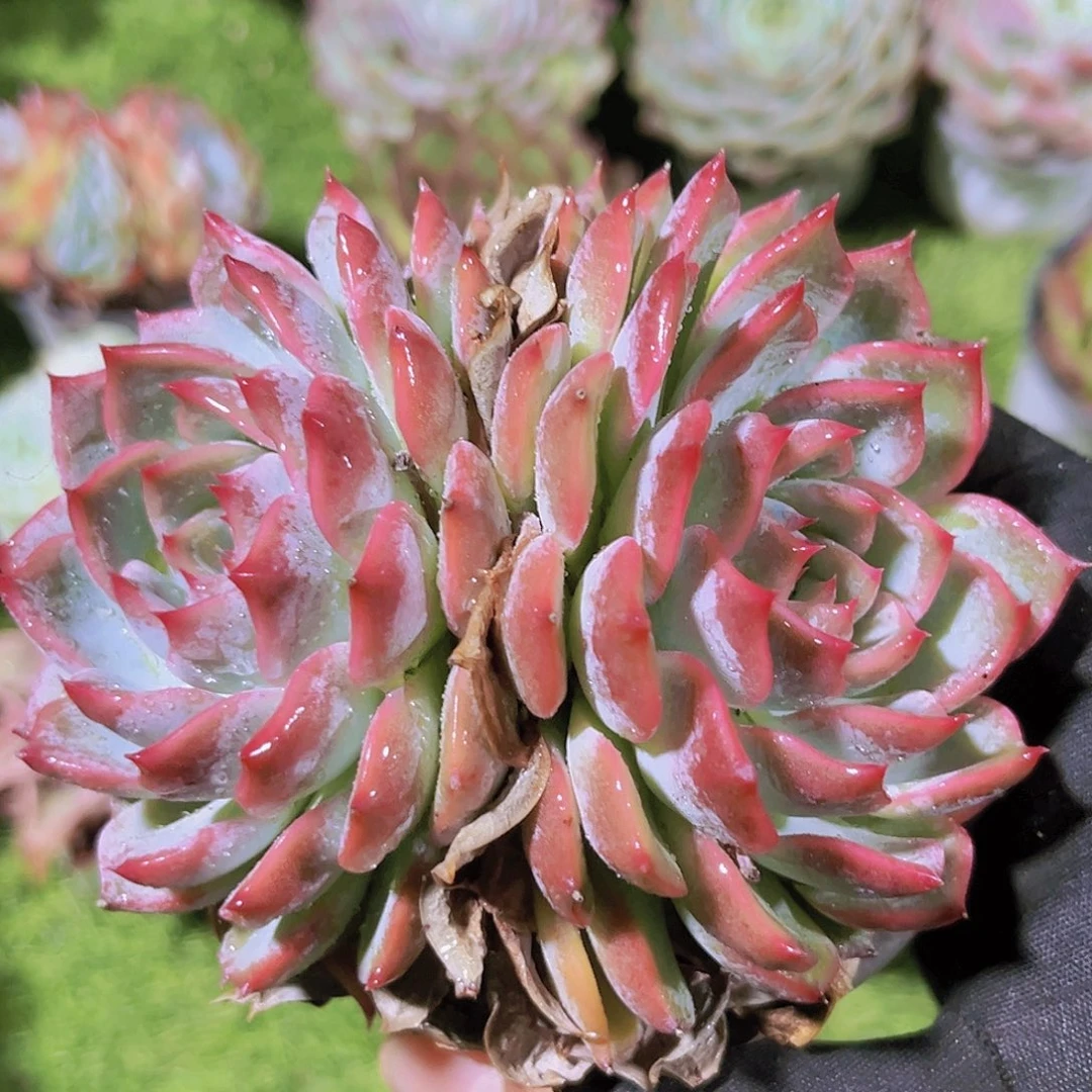 25号887888889999899998