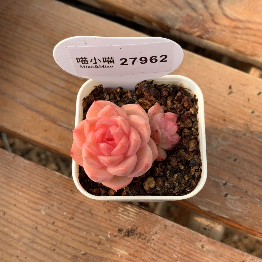 梦*多肉植物糖心珍妮
