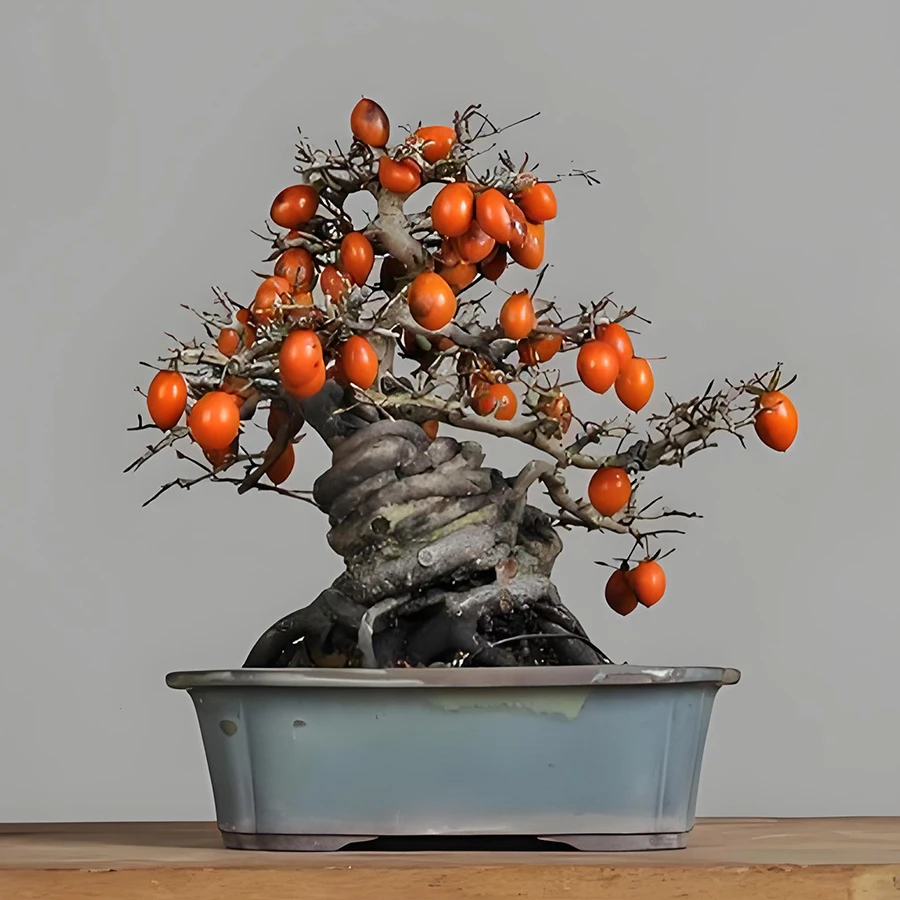 榔榆朴树老鸦柿雀梅水杨梅各种盆景素材 下单需找主播