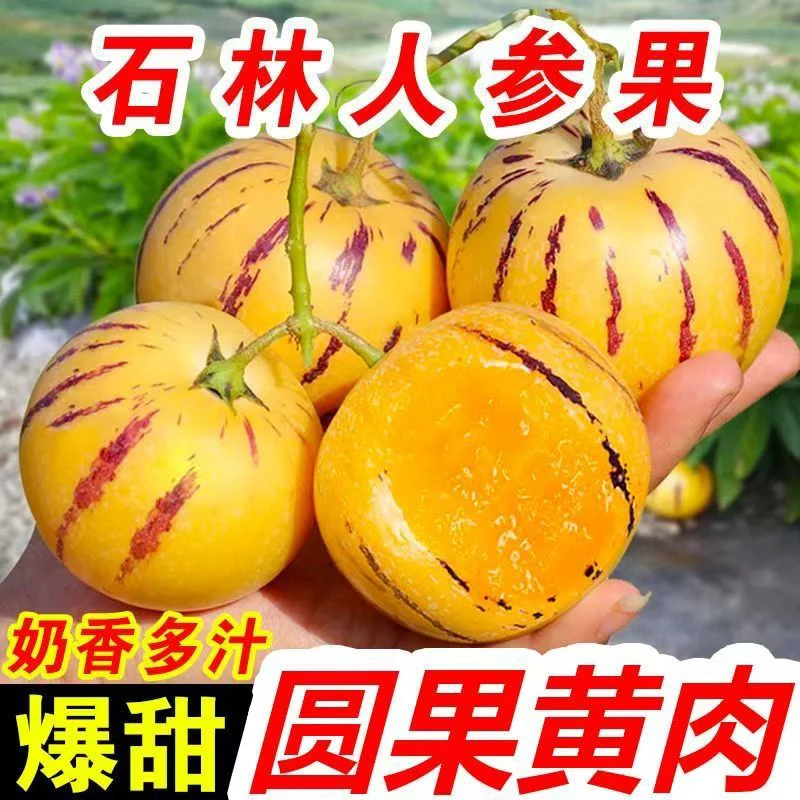 云南石林树上熟黄肉果新鲜清甜多汁当季水果