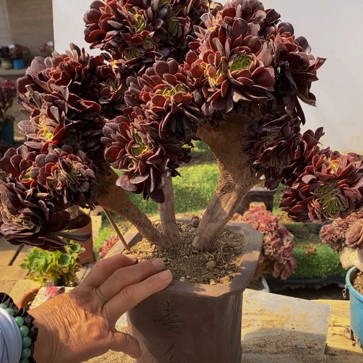 欧紫缀化多肉1颗