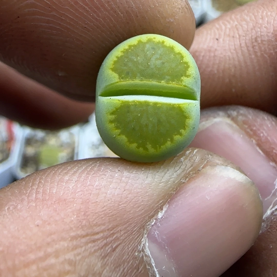 114 生石花大棚直播