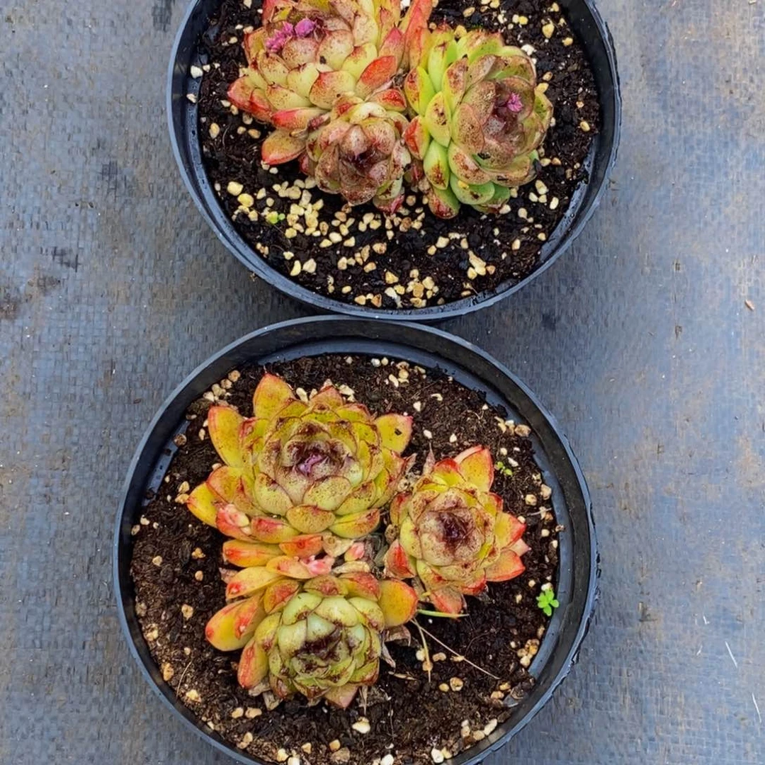 虫*48包邮一物一拍多肉