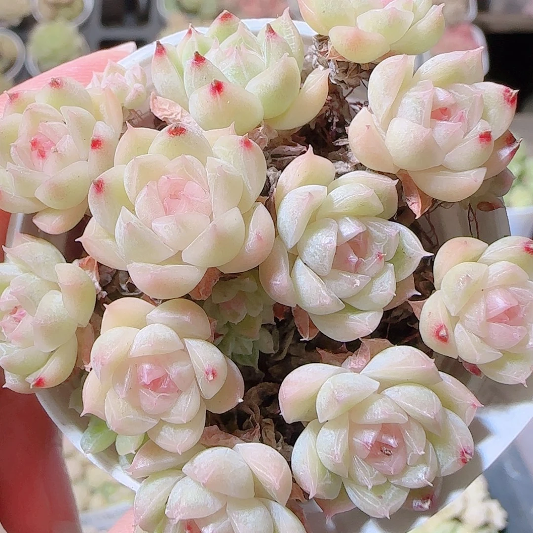 花语逸镜1120-159散