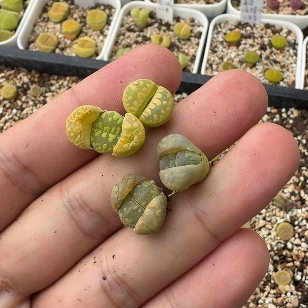 碎**?F908岛田黄绿大津绘