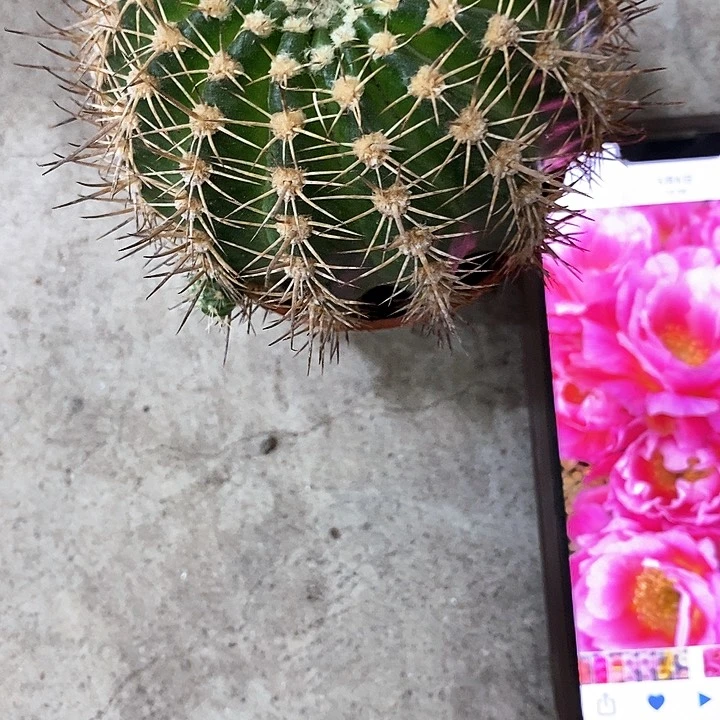 丘比特，5公分左右