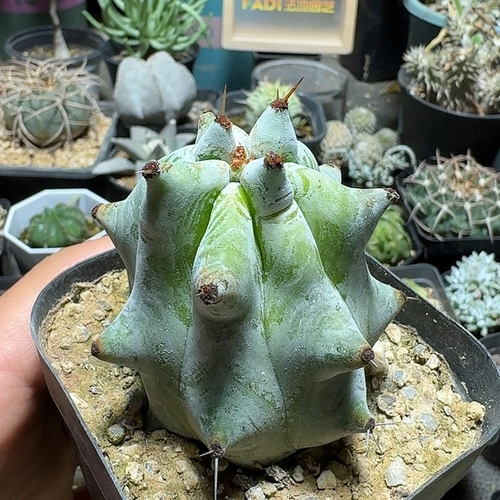 229雷斧阁脱土发货