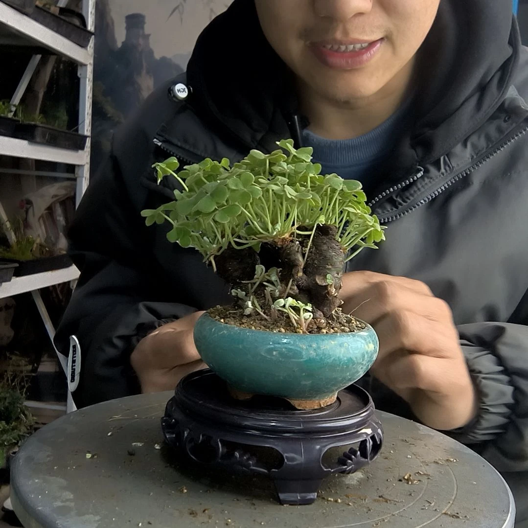 壹**你小盆景小植物一物一拍174