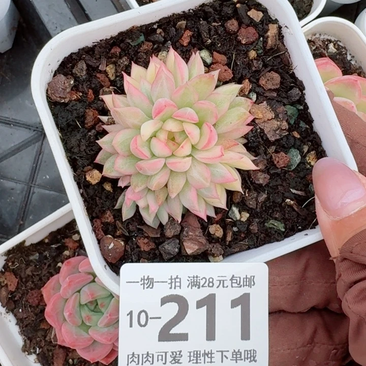 女雏锦多肉无盆土发货多肉