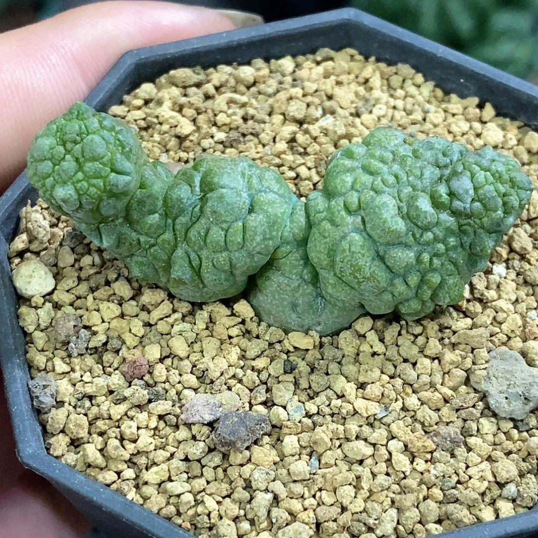 孤品实生特选株造型奇特双头凝蹄玉福利