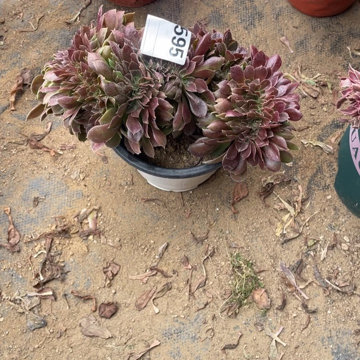 多肉柠檬玫瑰朵朵缀595