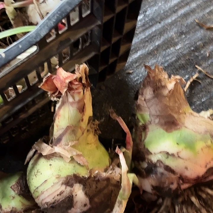 老***?杂交13号开花不售后