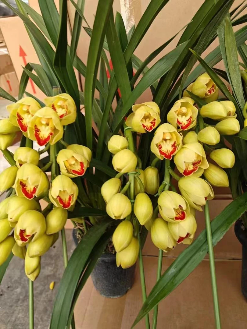 年宵花【蝶影】拱兰 室内外高端观赏年宵花卉盆栽带花带花苞