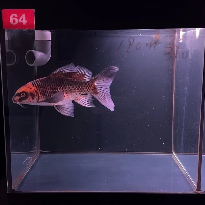 蝴蝶鲤鱼64号灰鳍红猫