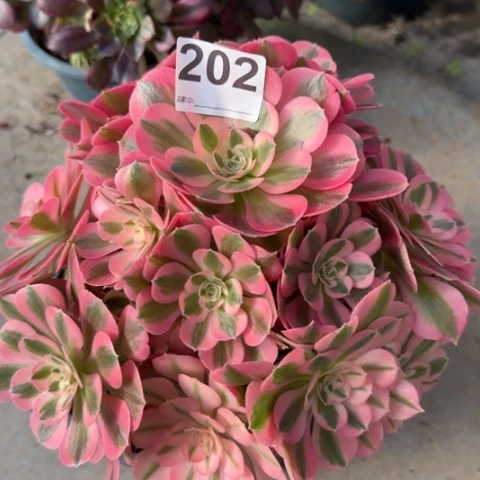 202女巫22厘米左右