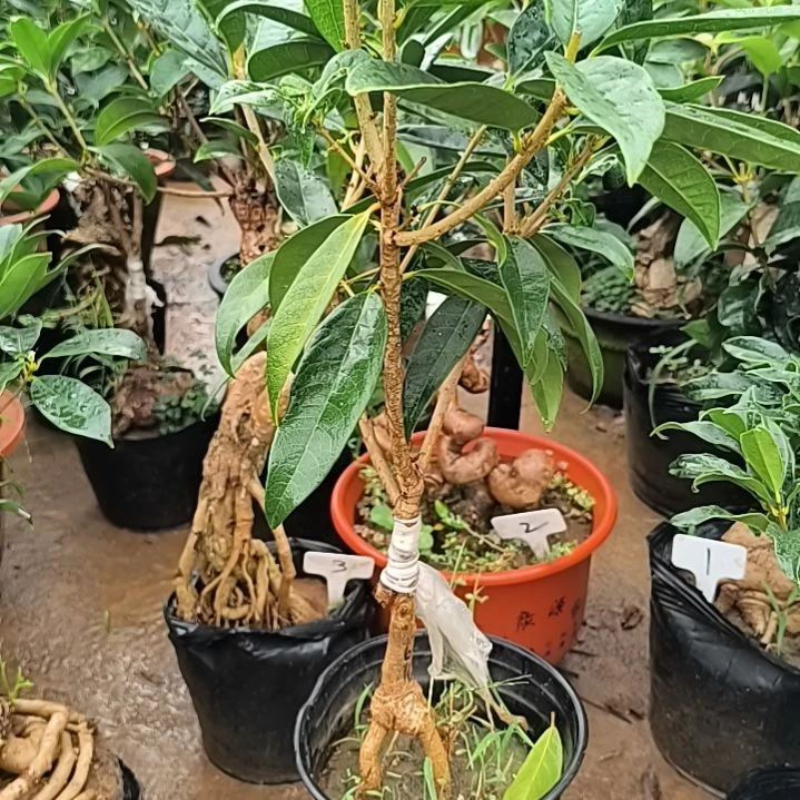 小***蒙完全开放四季桂花日香桂