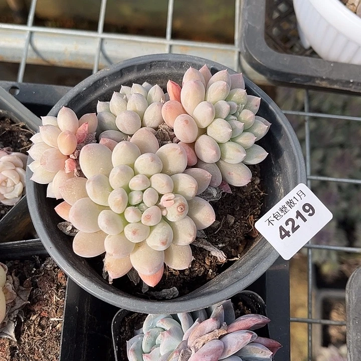 阿雅园艺。       4219奶糖