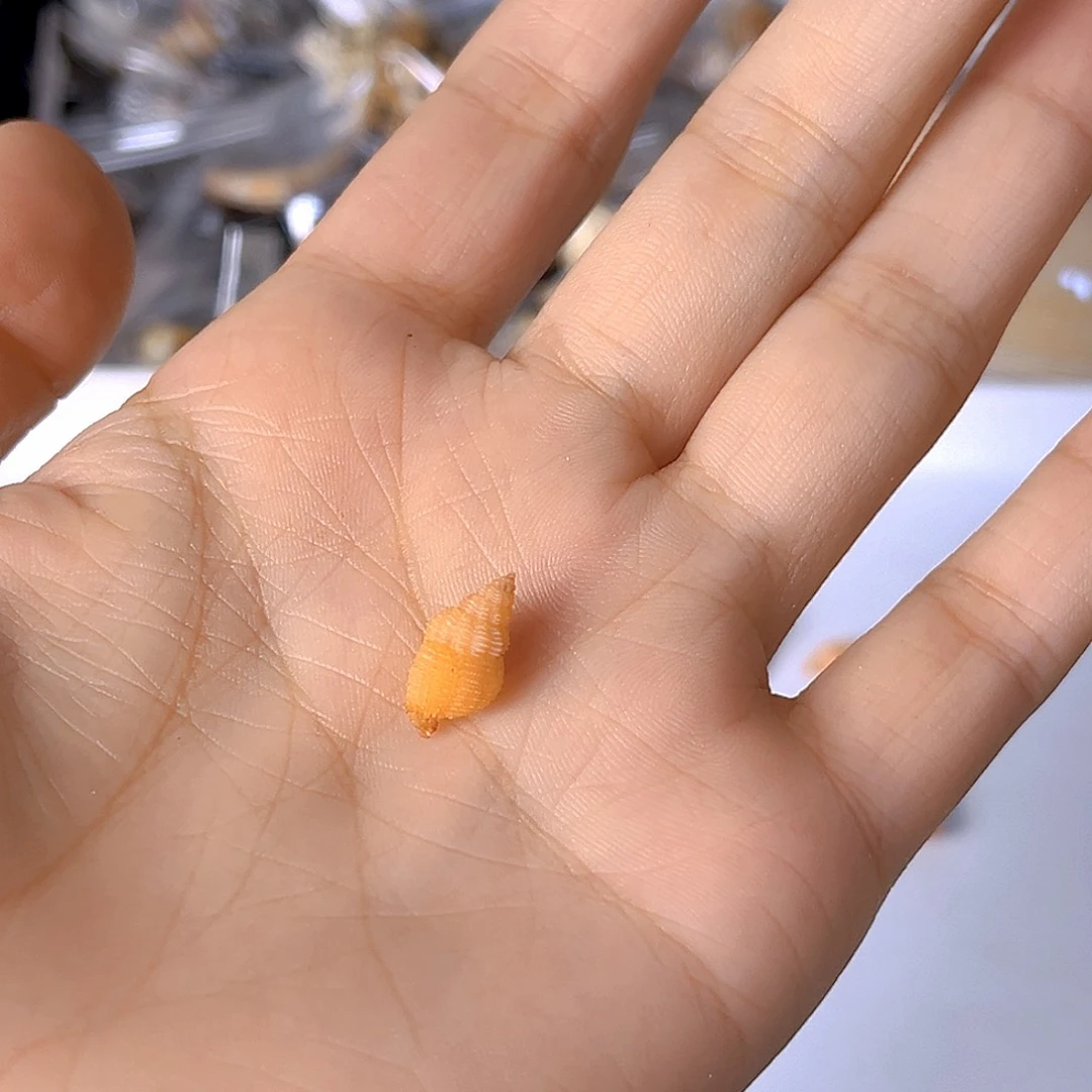大理石磁石十**C天然贝壳批发零售