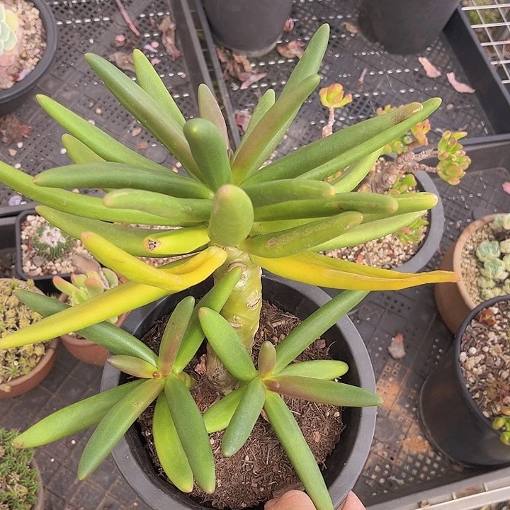 椰子树2195多肉植物
