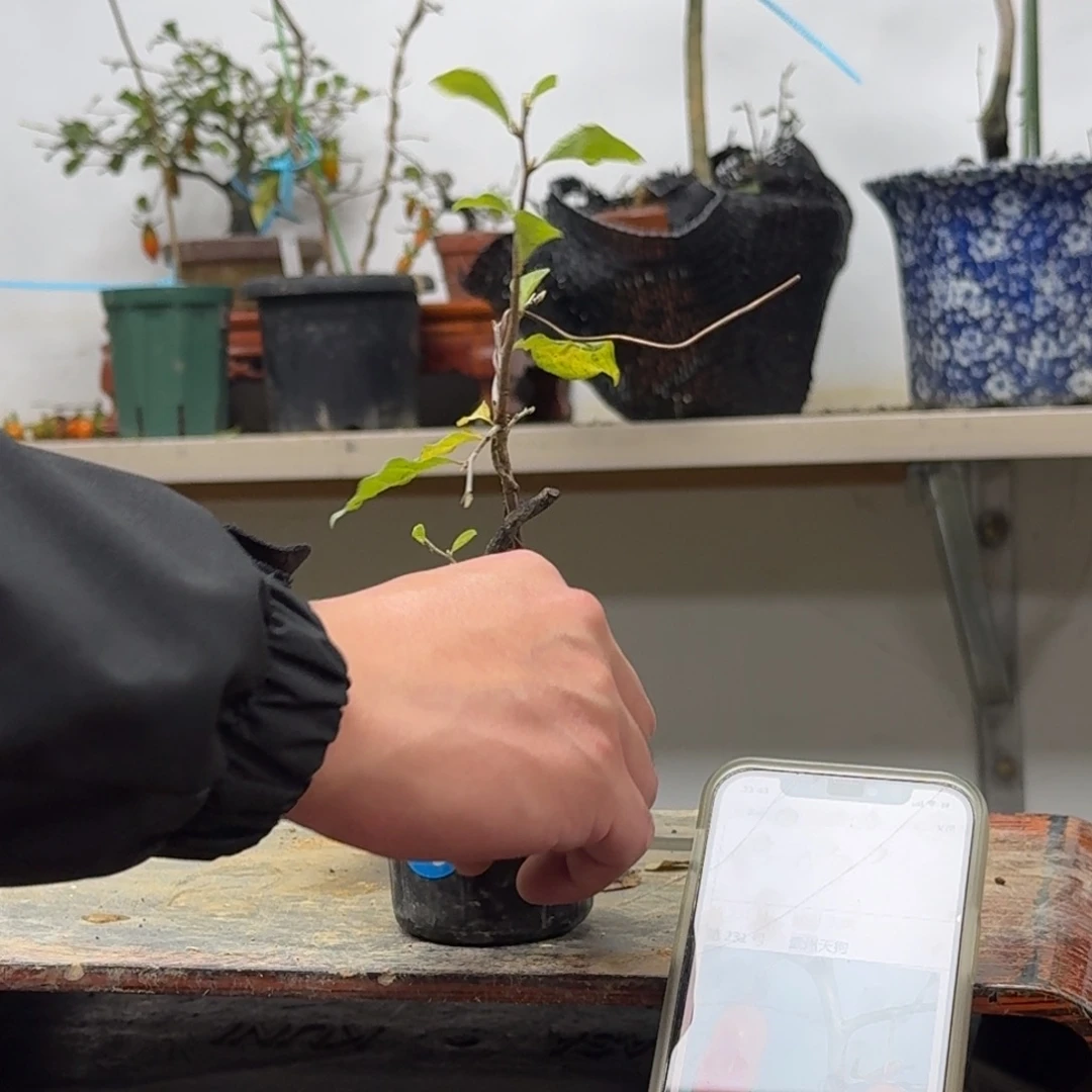 锦***丸无花朵375顺丰到付不包邮