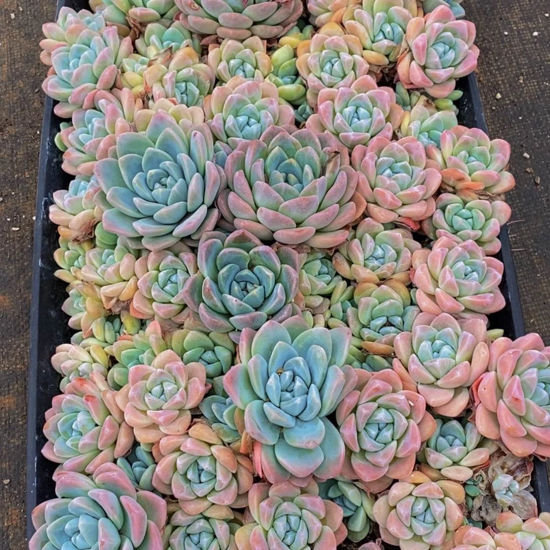 s****h904多肉植物我的