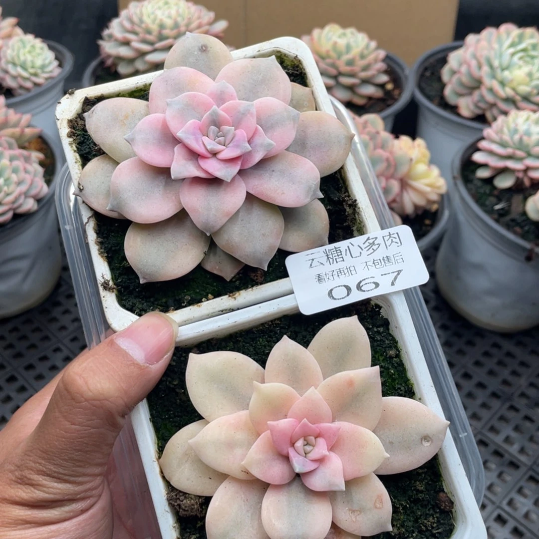 梦***-云糖心多肉植物67
