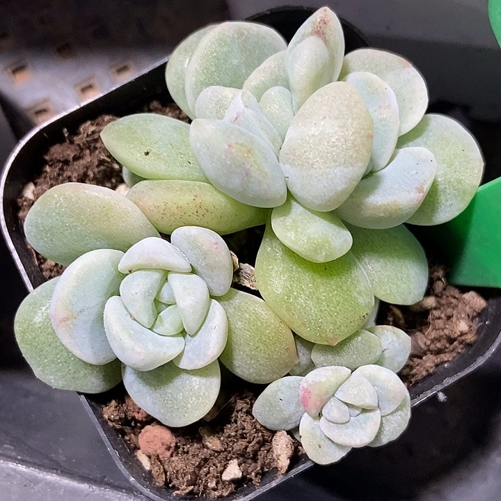 多肉植物冰玉四头石化2047