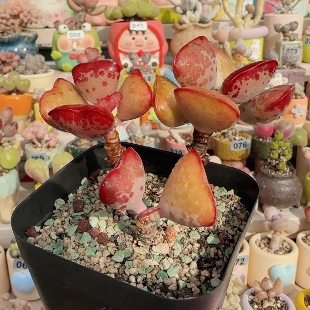 老桩爱心 盆口6cm