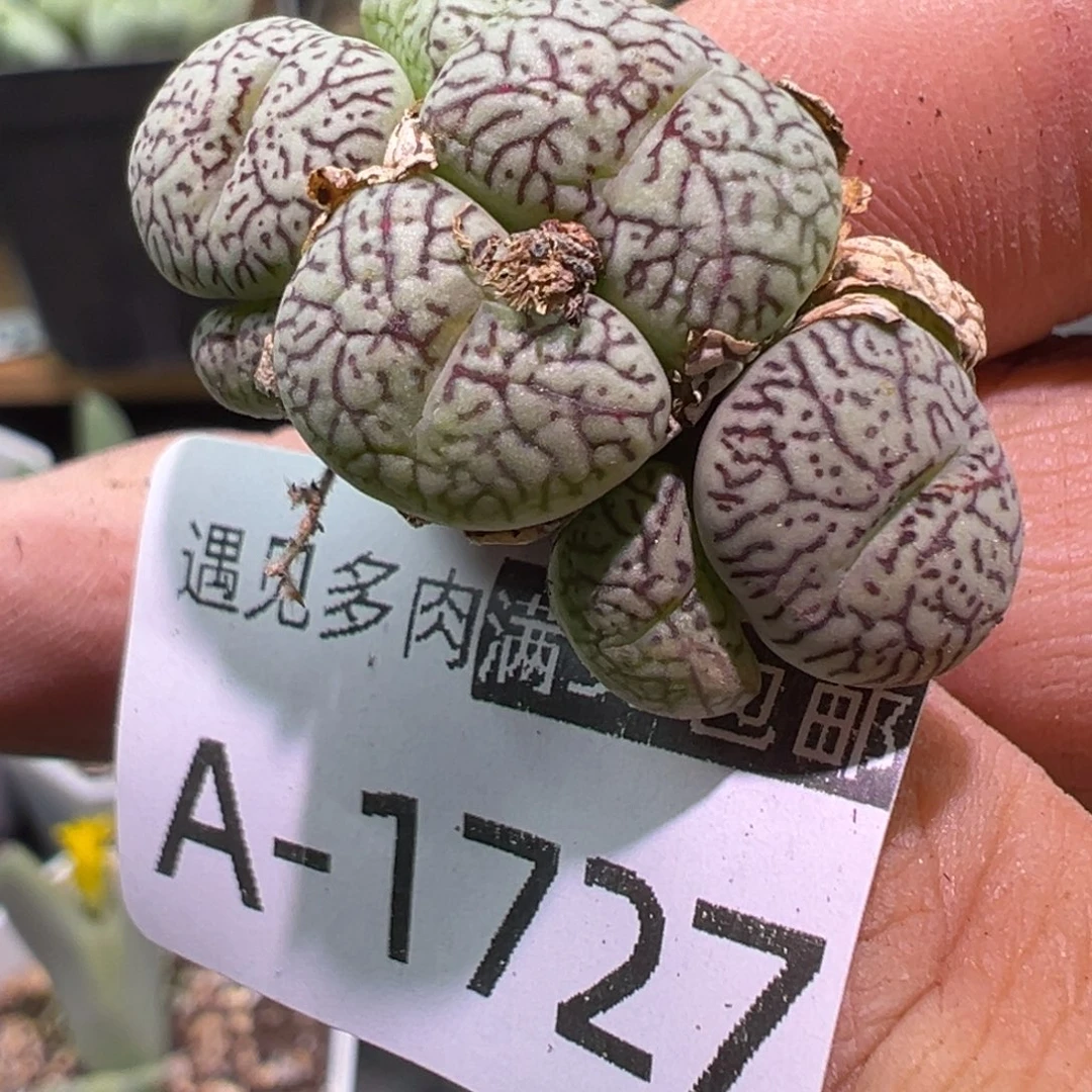 多肉植物11111111111111